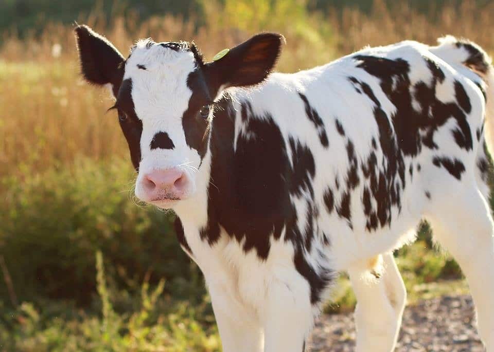 Cow