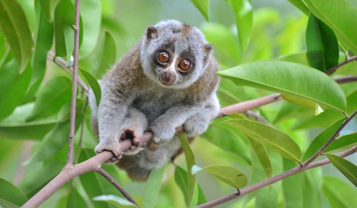 Slow Loris