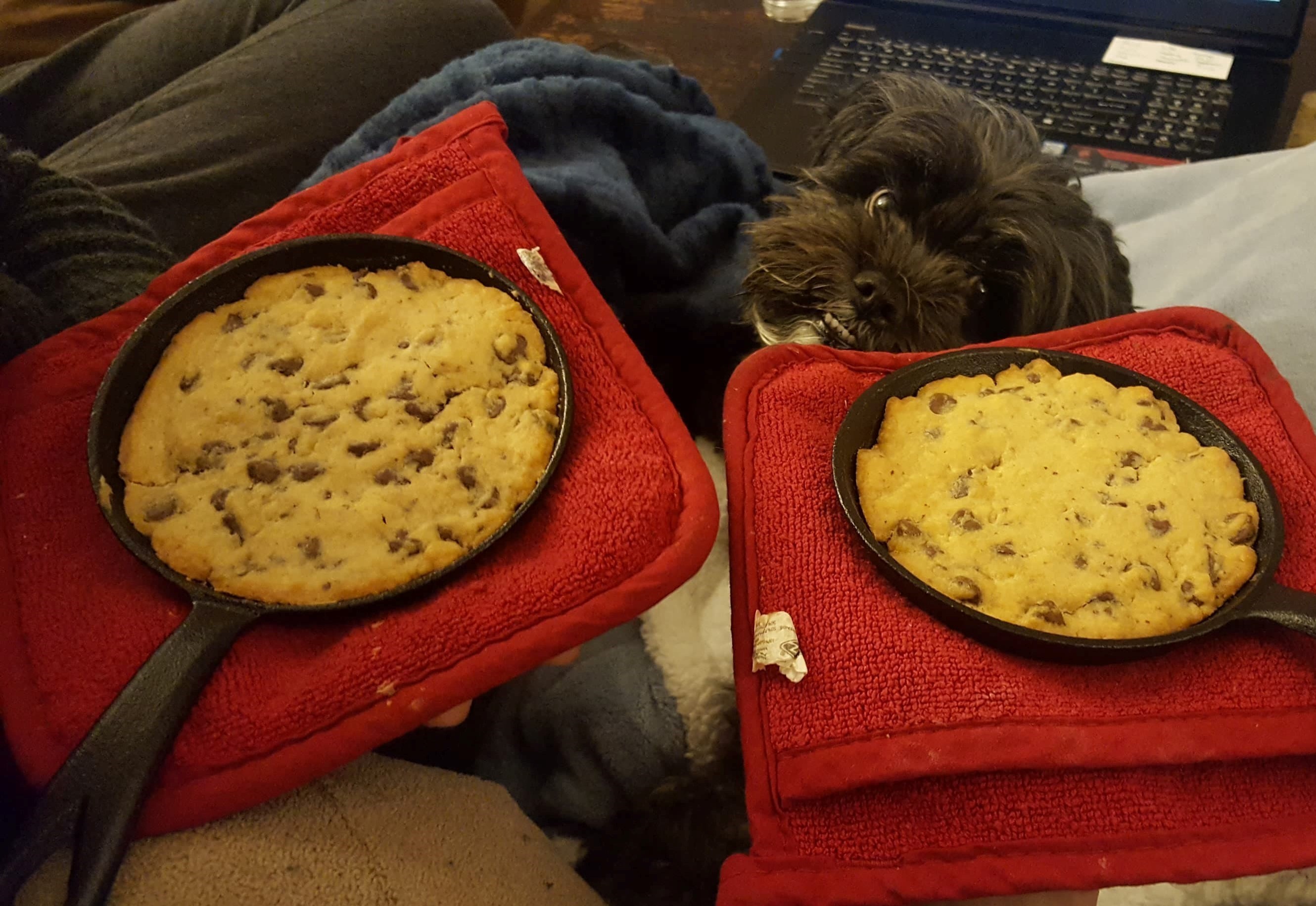 A photo of two small cast iron skillets holding freshly baked cookies with a wide-eyed dog looking over its shoulder at them.