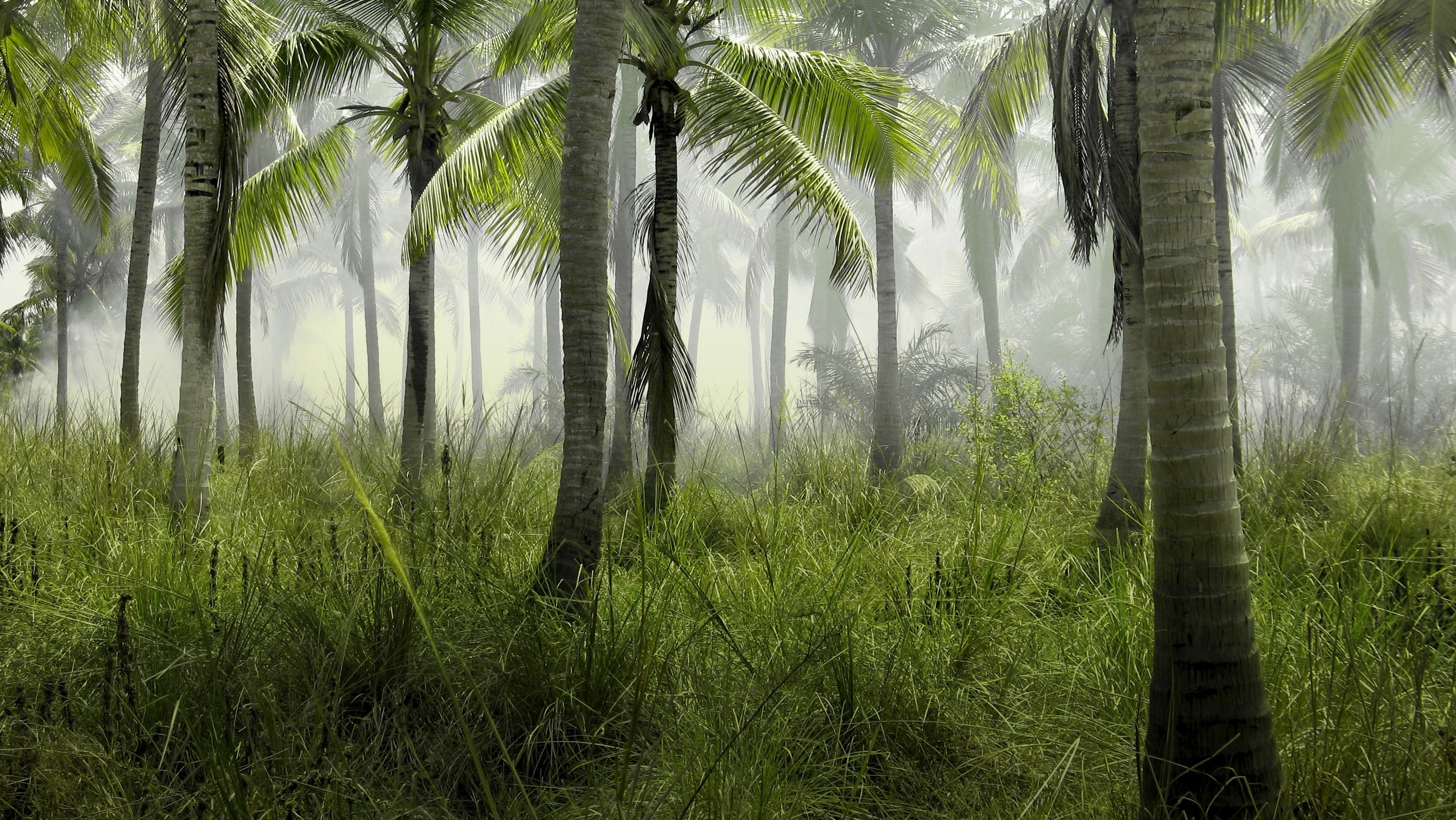 jungle