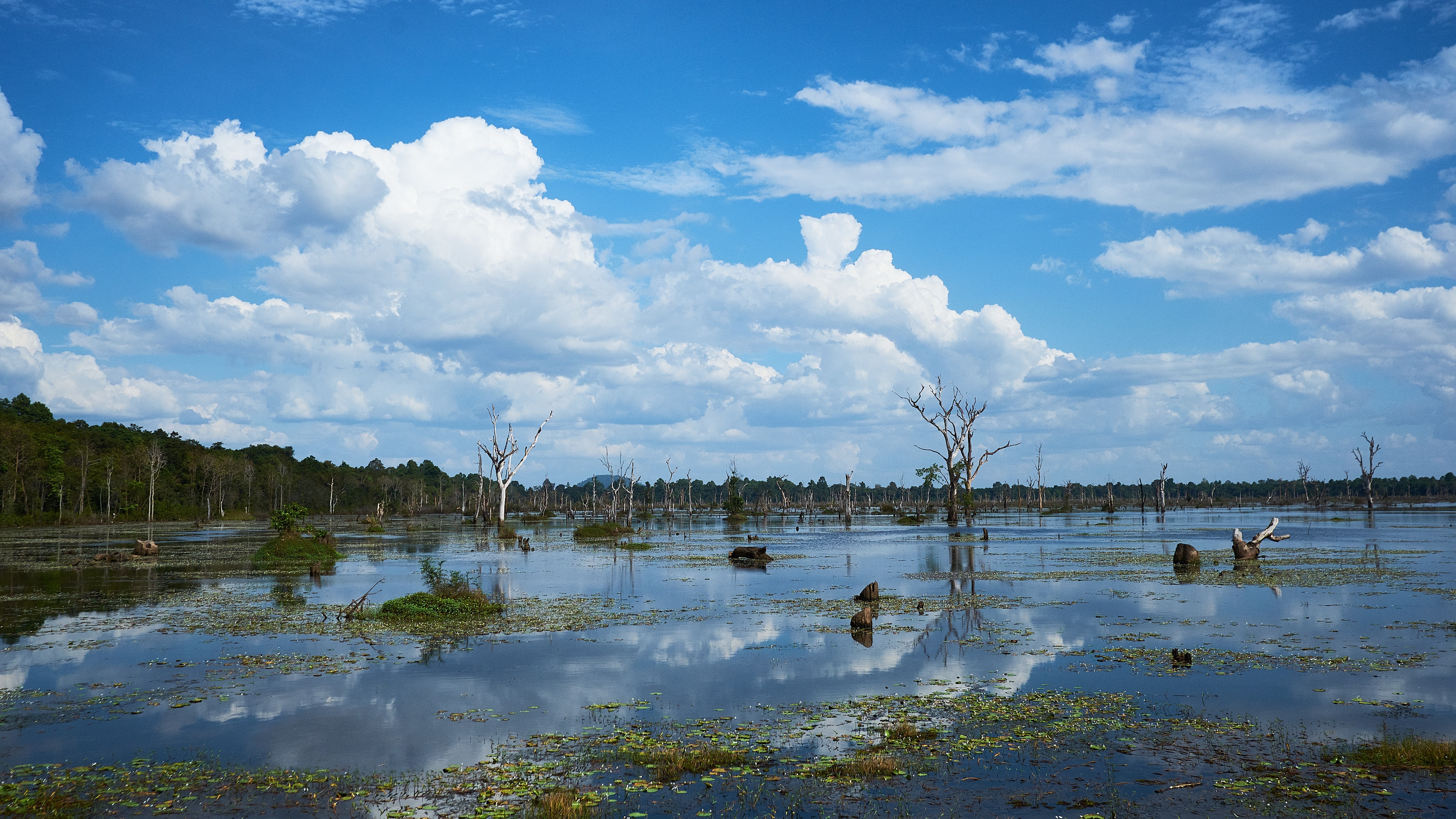 swamp